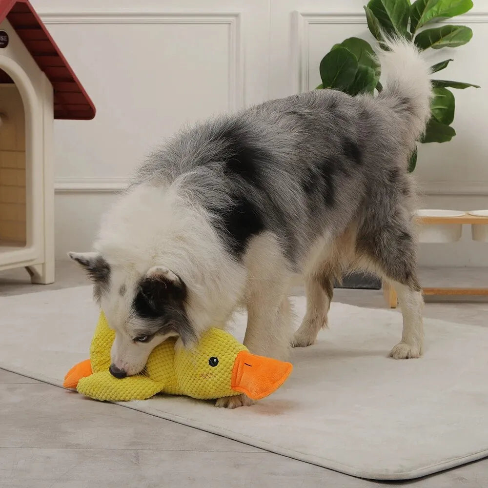 Duck Dog Toy